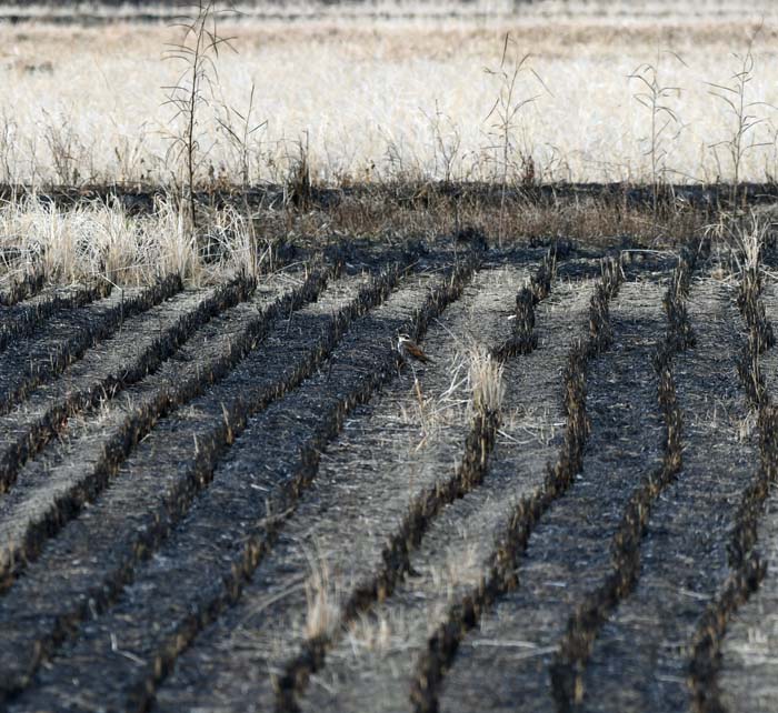 f:id:tonji44:20190201204840j:plain f:id:tonji44:20190201204840j:plain