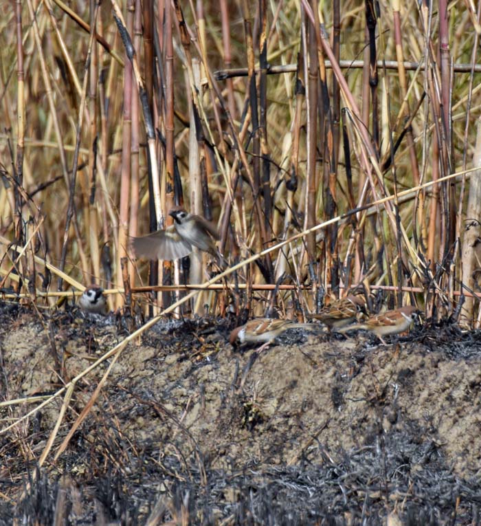 f:id:tonji44:20190201204949j:plain f:id:tonji44:20190201204949j:plain