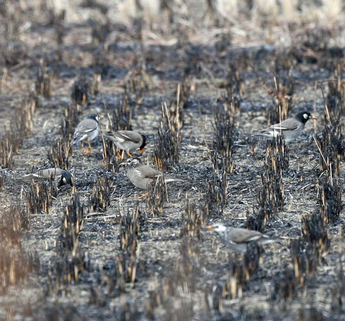 f:id:tonji44:20190201205030j:plain f:id:tonji44:20190201205030j:plain