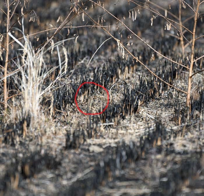 f:id:tonji44:20190201210140j:plain f:id:tonji44:20190201210140j:plain