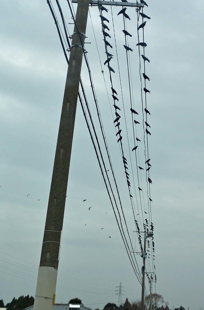 f:id:tonji44:20190209125435j:plain