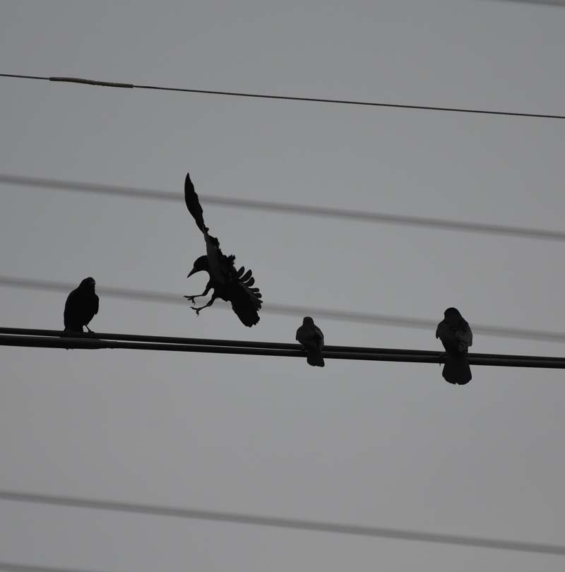 f:id:tonji44:20190209125951j:plain