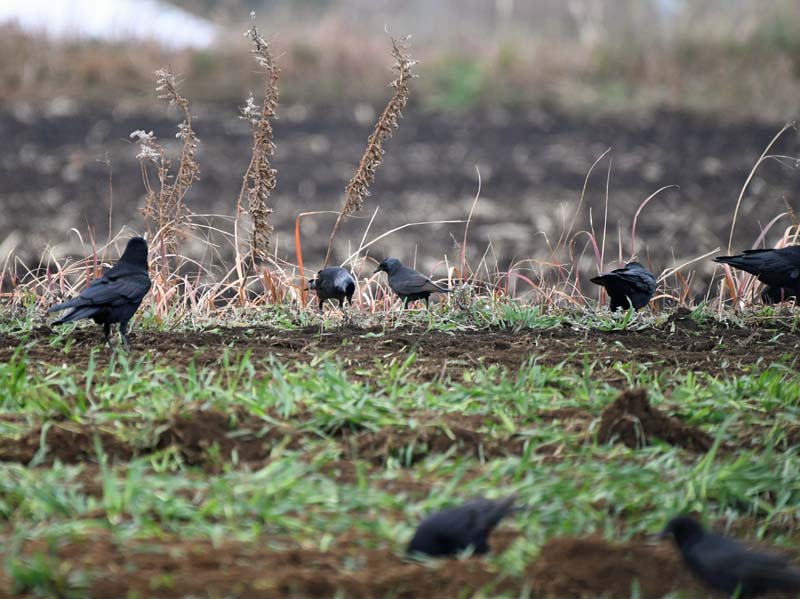 f:id:tonji44:20190209130136j:plain