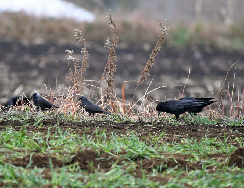 f:id:tonji44:20190209130235j:plain