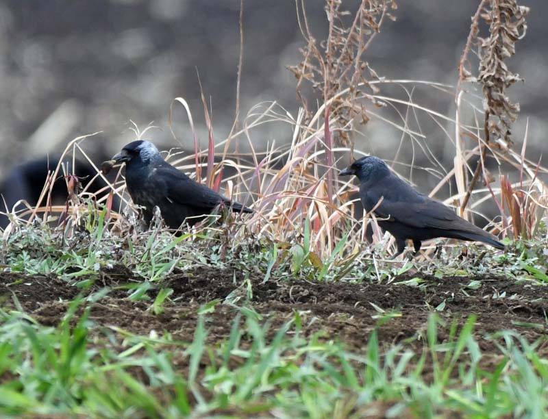 f:id:tonji44:20190209130305j:plain