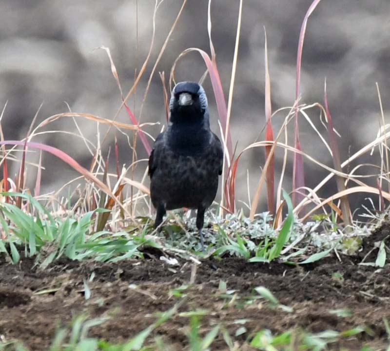 f:id:tonji44:20190209130441j:plain