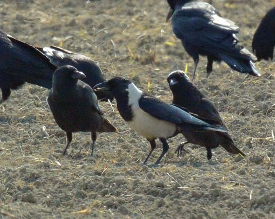 f:id:tonji44:20190209130808j:plain