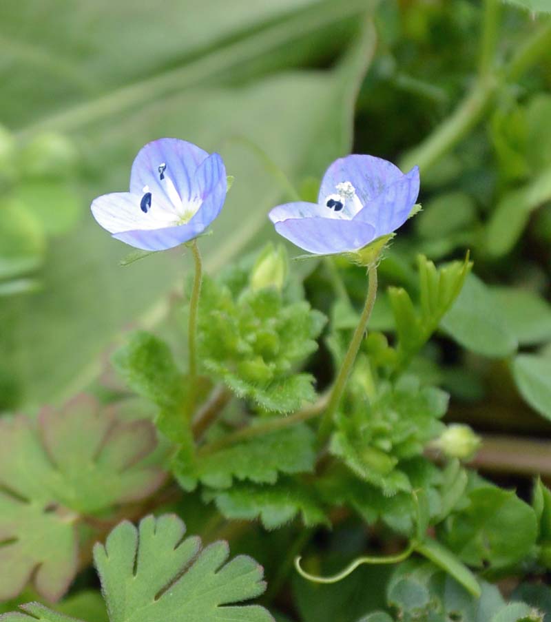 f:id:tonji44:20190218115658j:plain f:id:tonji44:20190218115658j:plain