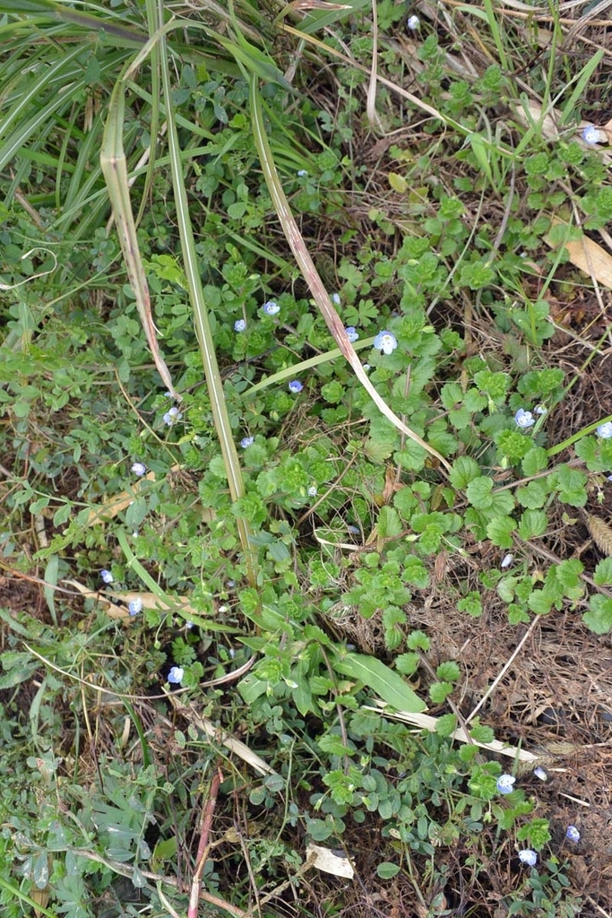 f:id:tonji44:20190218195712j:plain f:id:tonji44:20190218195712j:plain