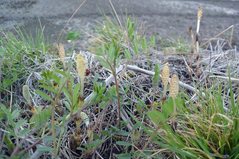 f:id:tonji44:20190223205554j:plain f:id:tonji44:20190223205554j:plain