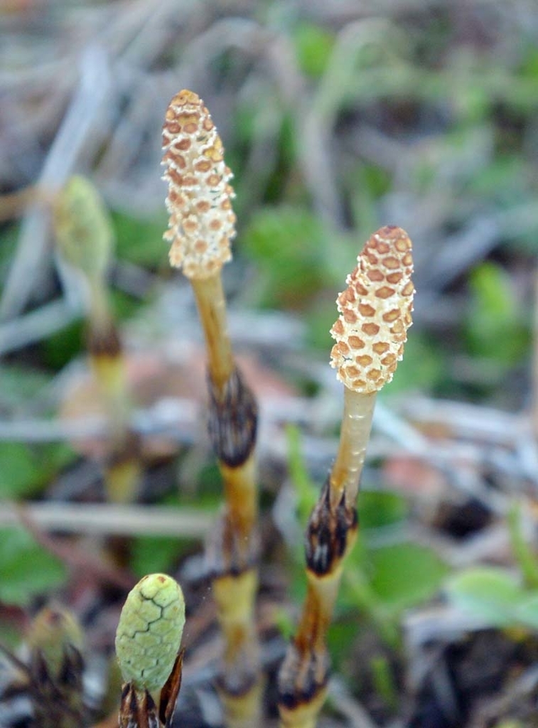 f:id:tonji44:20190223205627j:plain f:id:tonji44:20190223205627j:plain