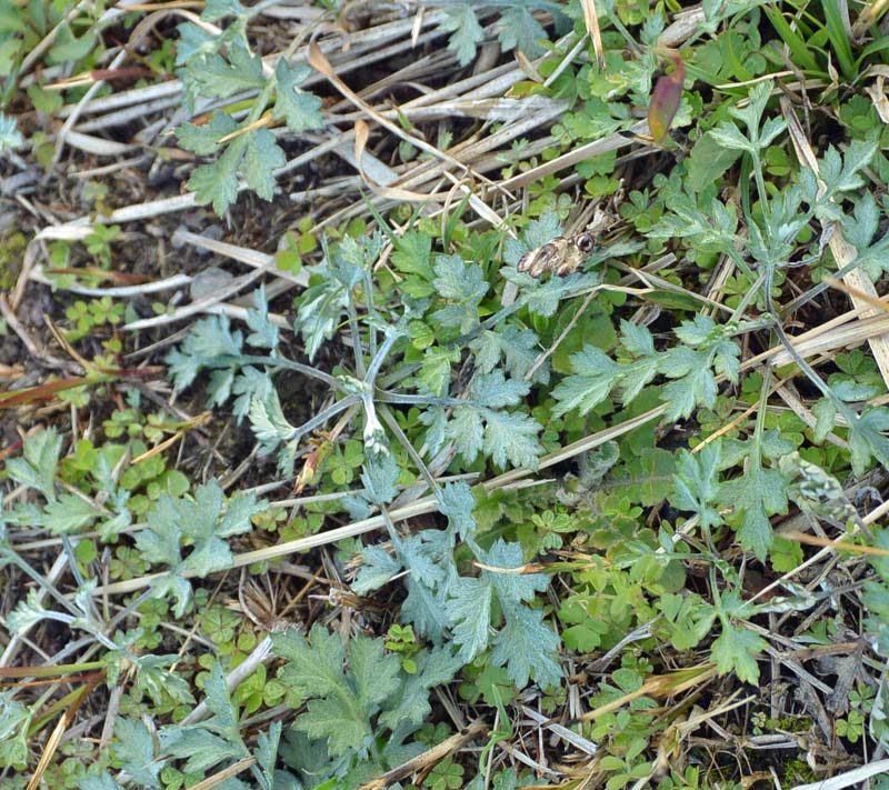 f:id:tonji44:20190223205730j:plain f:id:tonji44:20190223205730j:plain