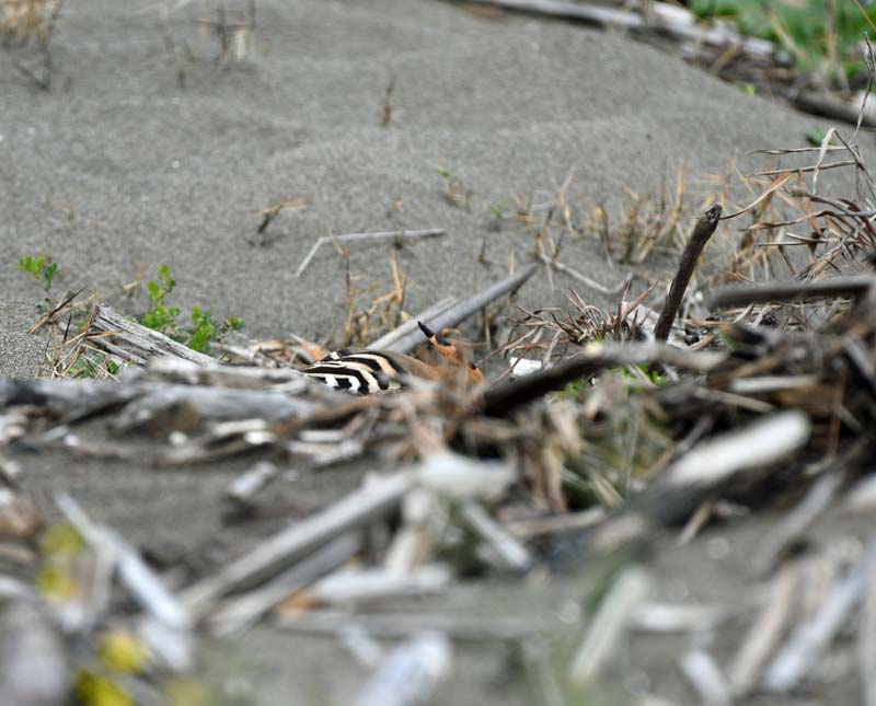 f:id:tonji44:20190304221519j:plain f:id:tonji44:20190304221519j:plain