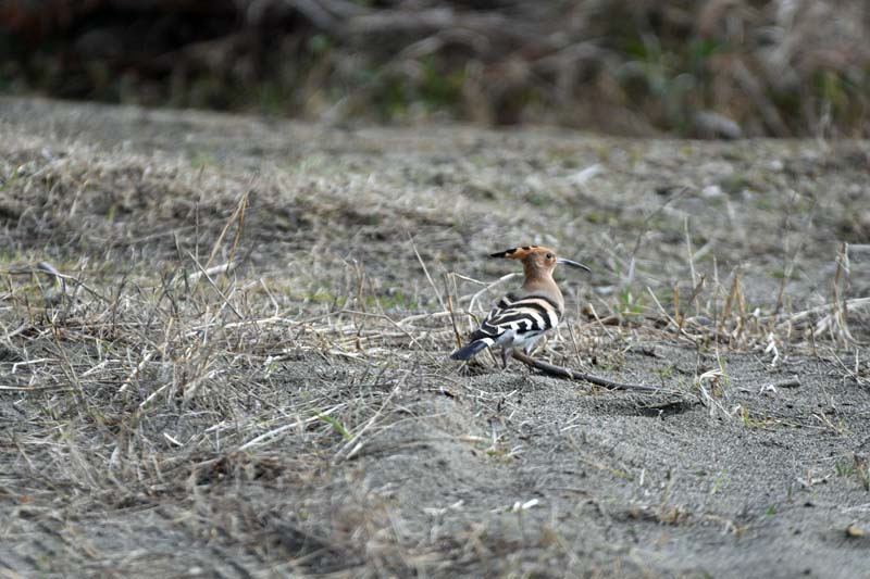 f:id:tonji44:20190304221851j:plain f:id:tonji44:20190304221851j:plain