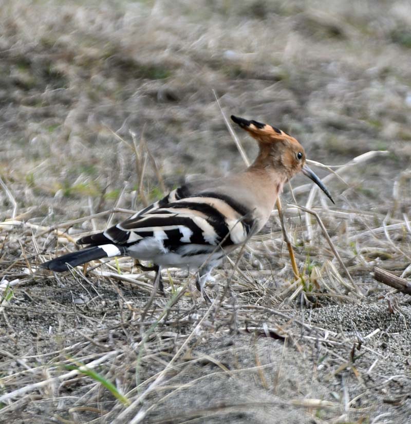 f:id:tonji44:20190304221922j:plain f:id:tonji44:20190304221922j:plain