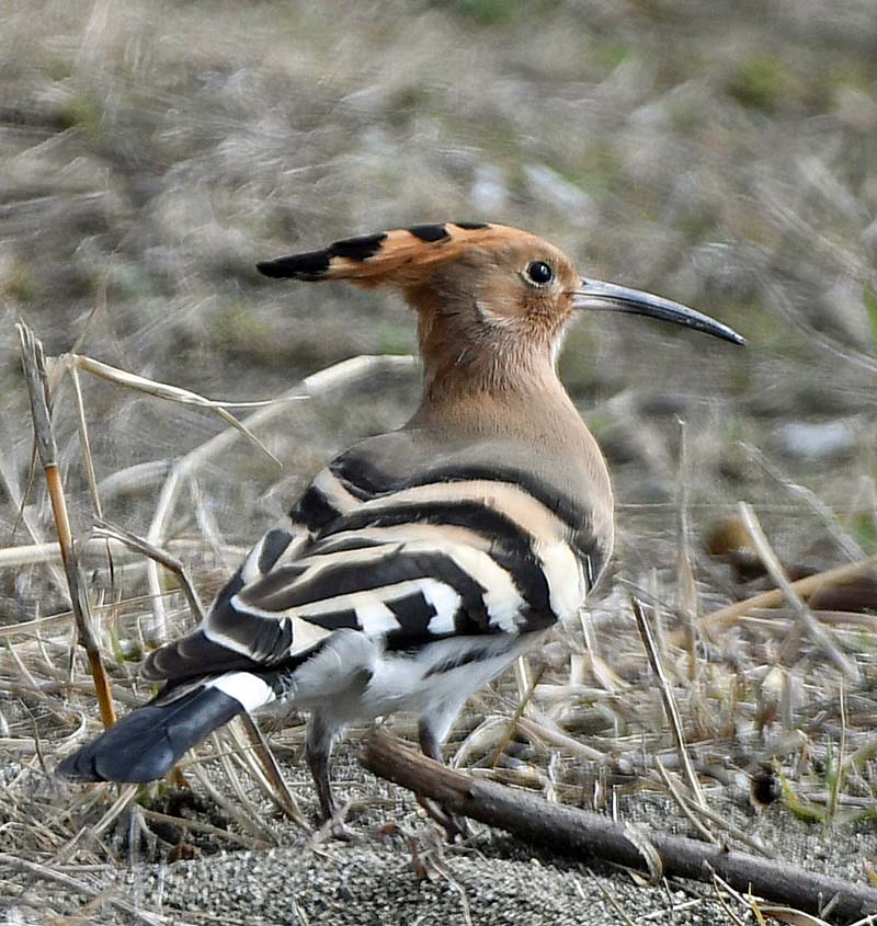 f:id:tonji44:20190304221943j:plain f:id:tonji44:20190304221943j:plain