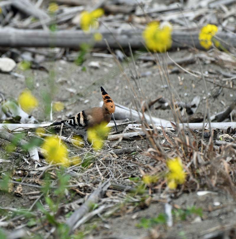 f:id:tonji44:20190304222016j:plain f:id:tonji44:20190304222016j:plain