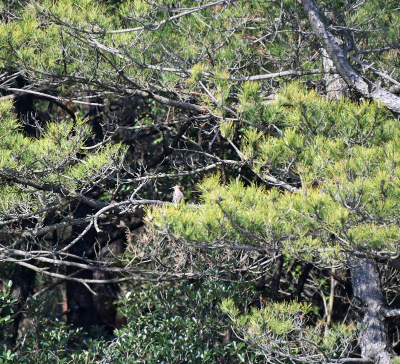 f:id:tonji44:20190304222048j:plain f:id:tonji44:20190304222048j:plain