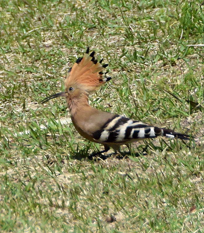 f:id:tonji44:20190304222109j:plain f:id:tonji44:20190304222109j:plain