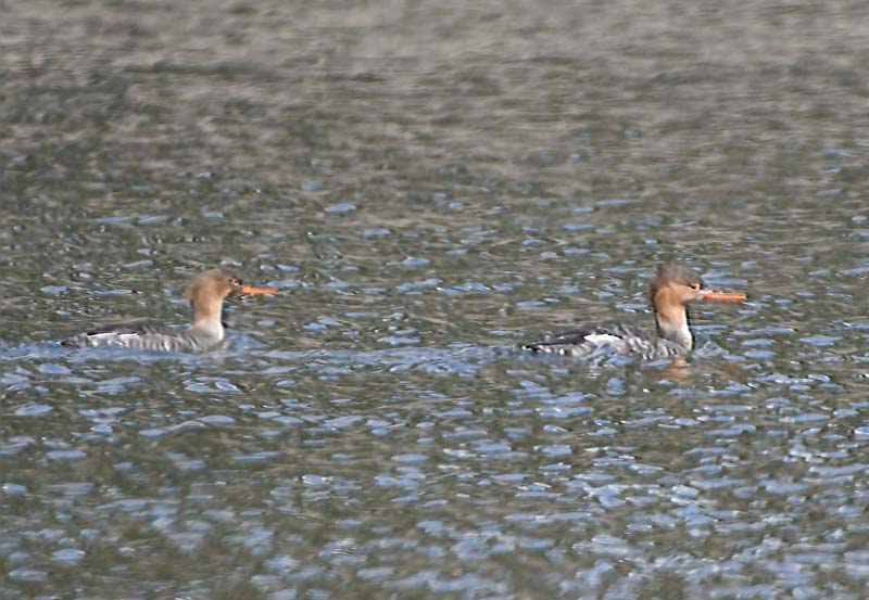 f:id:tonji44:20190306165739j:plain f:id:tonji44:20190306165739j:plain