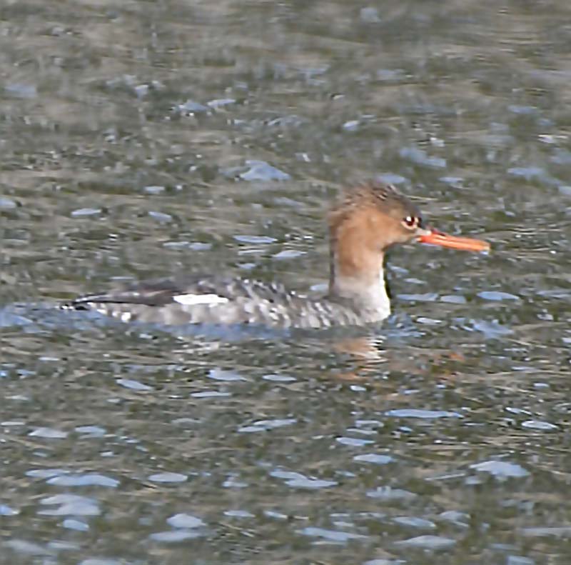 f:id:tonji44:20190306165850j:plain f:id:tonji44:20190306165850j:plain