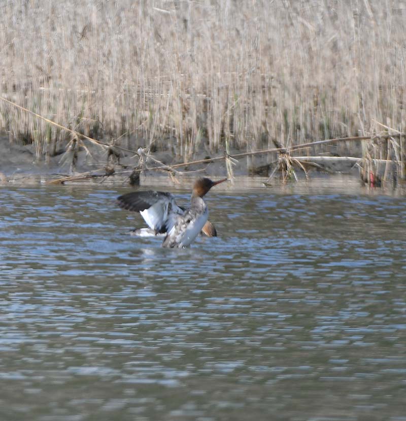 f:id:tonji44:20190306170844j:plain f:id:tonji44:20190306170844j:plain