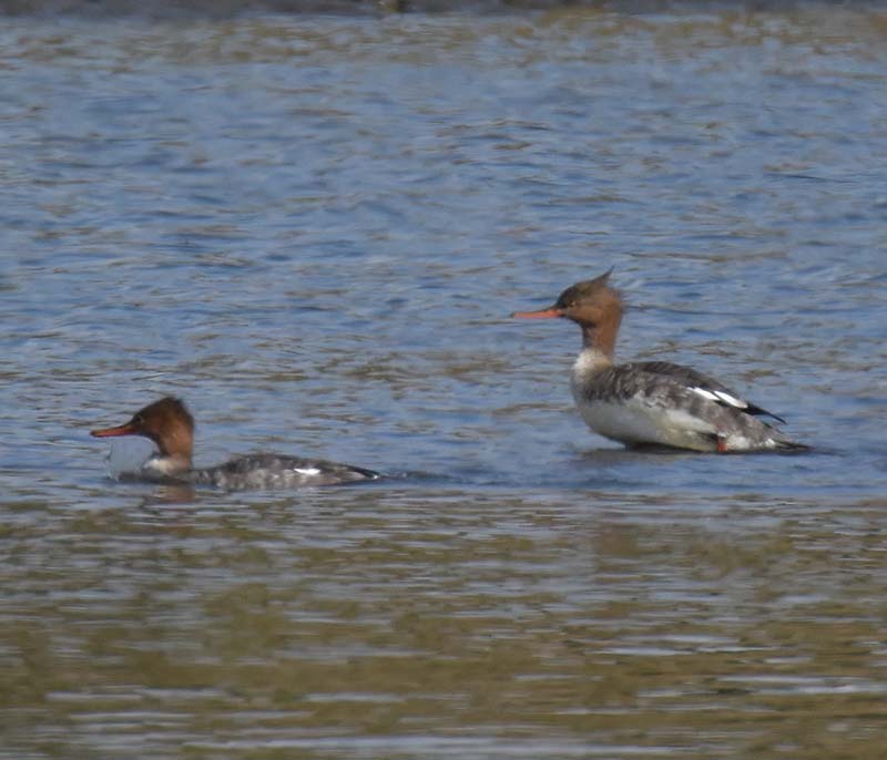 f:id:tonji44:20190306170909j:plain f:id:tonji44:20190306170909j:plain