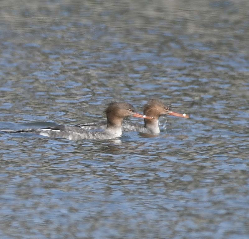 f:id:tonji44:20190306170957j:plain f:id:tonji44:20190306170957j:plain