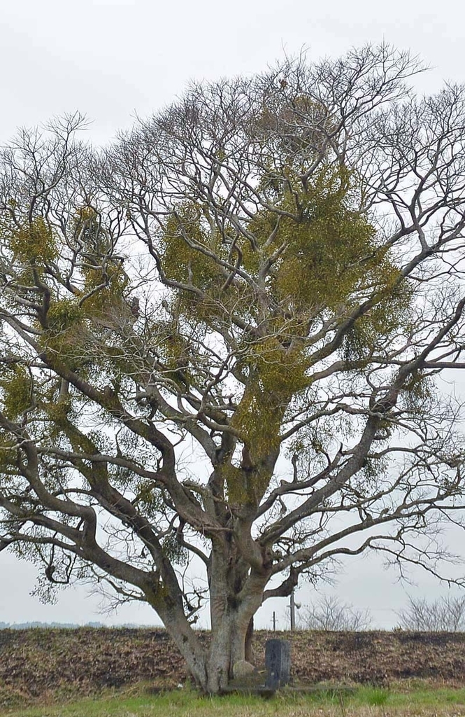 f:id:tonji44:20190307195849j:plain f:id:tonji44:20190307195849j:plain