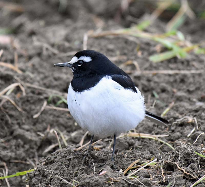 f:id:tonji44:20190310143138j:plain