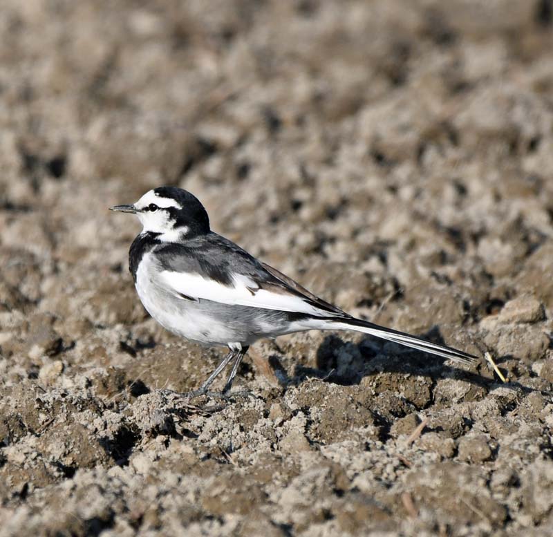 f:id:tonji44:20190310143204j:plain