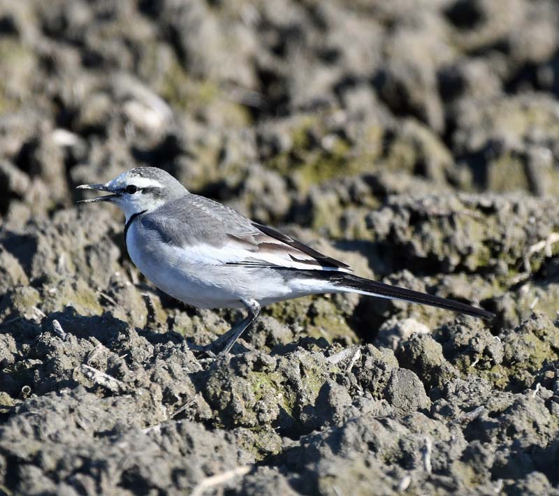 f:id:tonji44:20190310143243j:plain