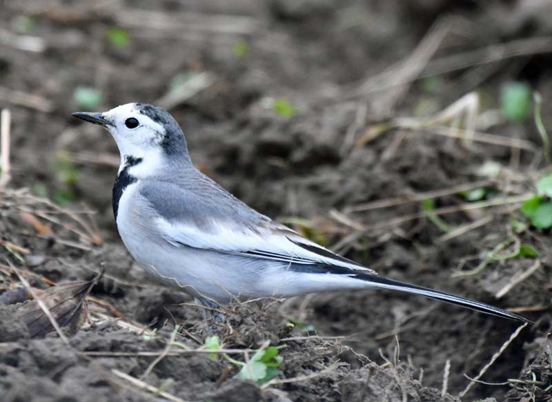 f:id:tonji44:20190310143311j:plain