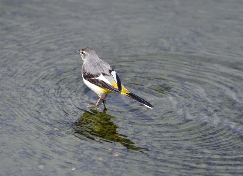 f:id:tonji44:20190310143529j:plain