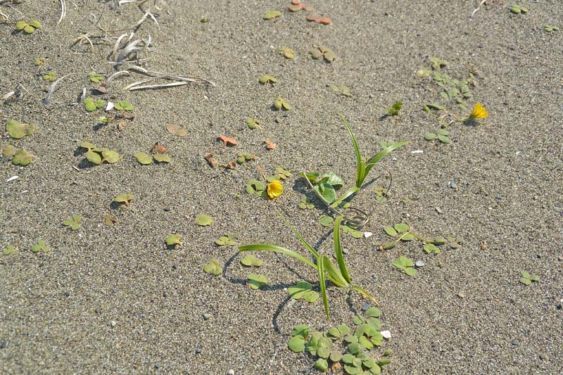 f:id:tonji44:20190312210005j:plain