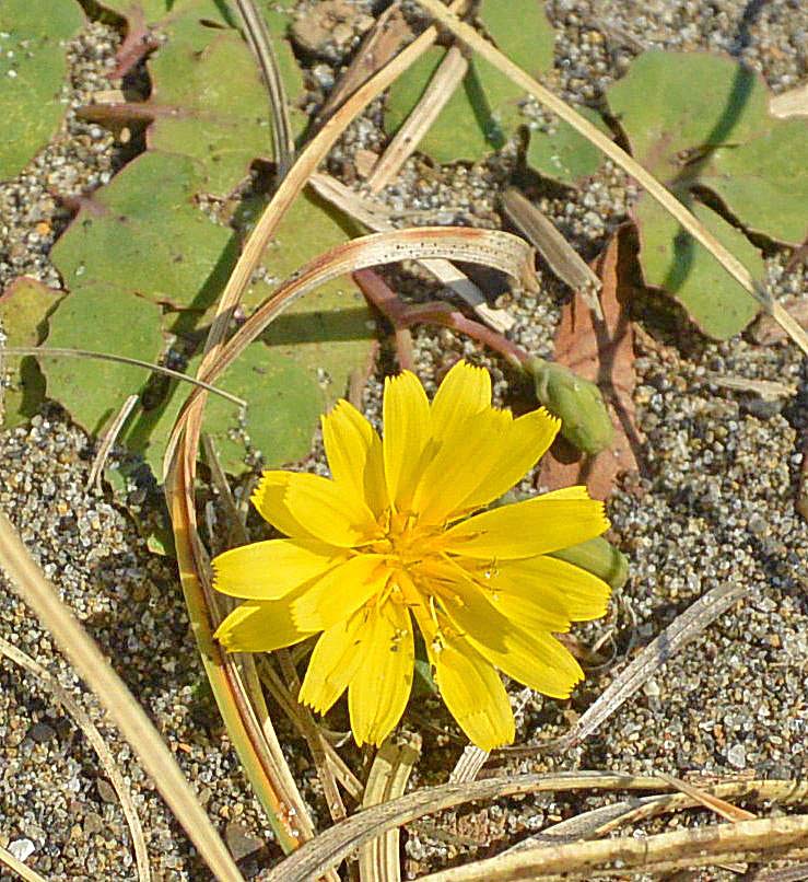 f:id:tonji44:20190312210053j:plain