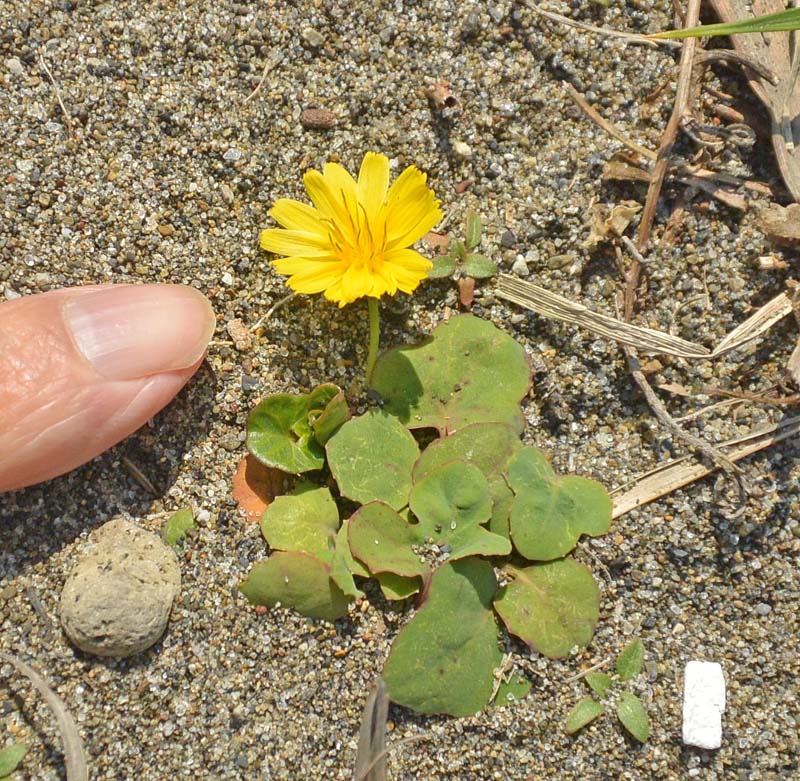 f:id:tonji44:20190312210113j:plain