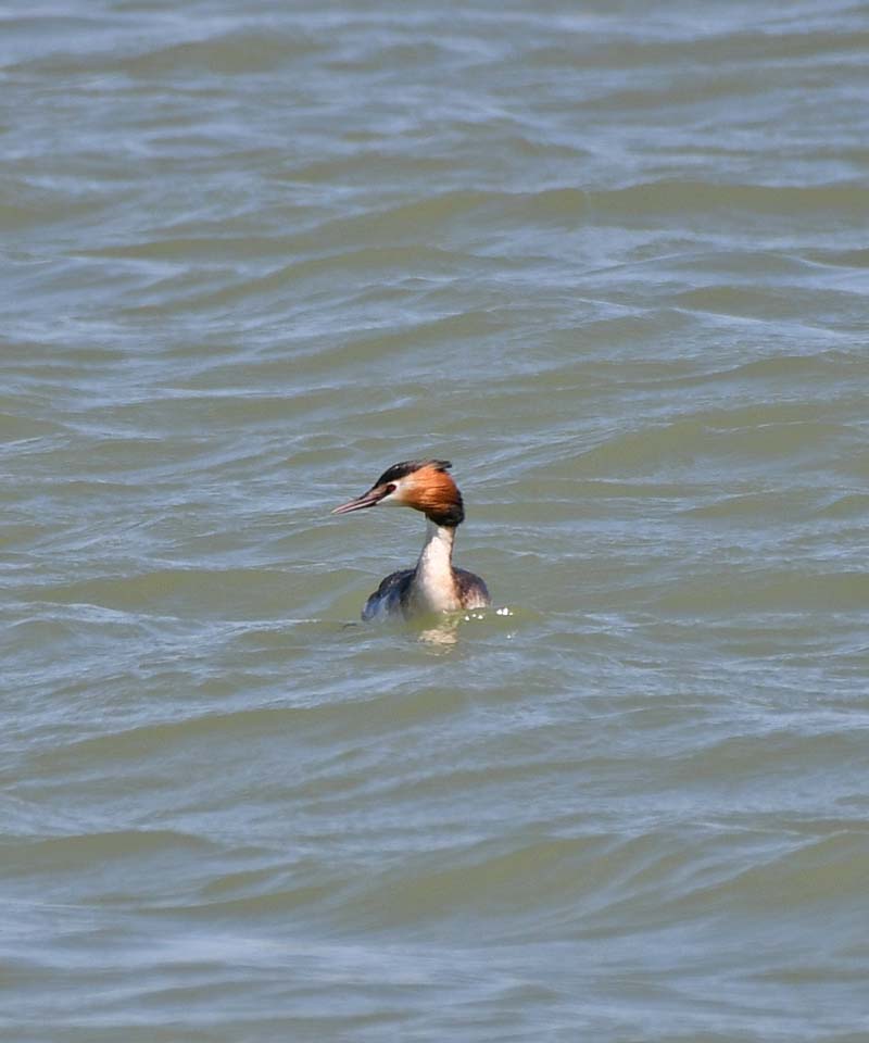 f:id:tonji44:20190313220523j:plain