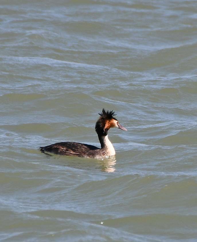 f:id:tonji44:20190313220829j:plain