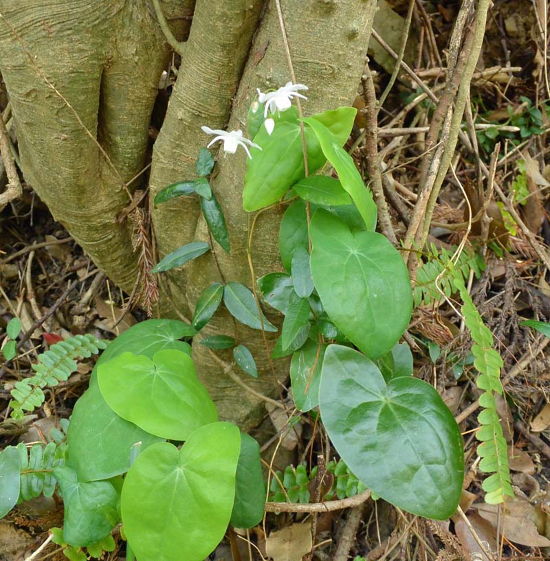 f:id:tonji44:20190328172440j:plain