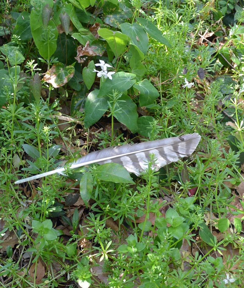 f:id:tonji44:20190328174554j:plain