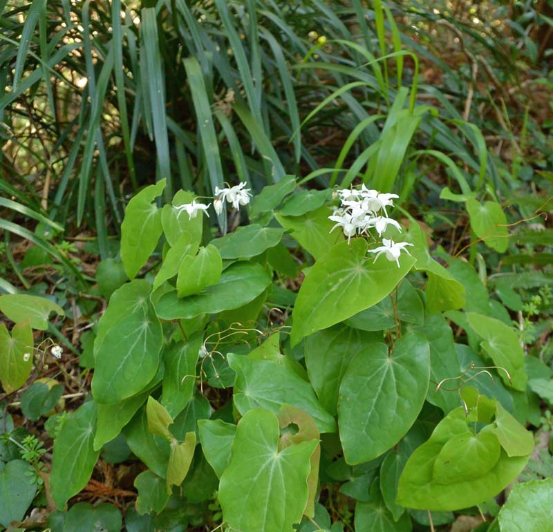 f:id:tonji44:20190328175239j:plain