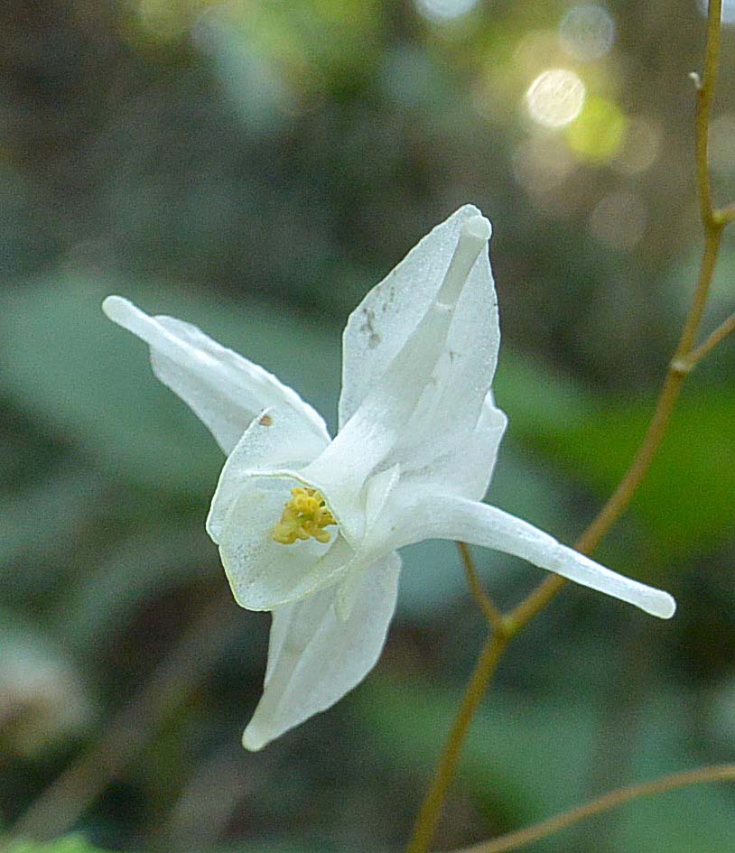 f:id:tonji44:20190328175329j:plain