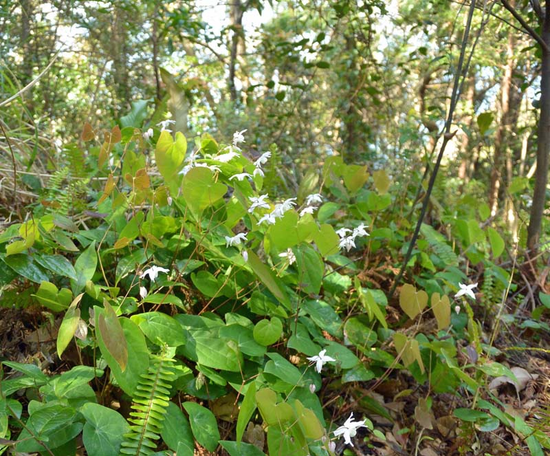 f:id:tonji44:20190328175505j:plain