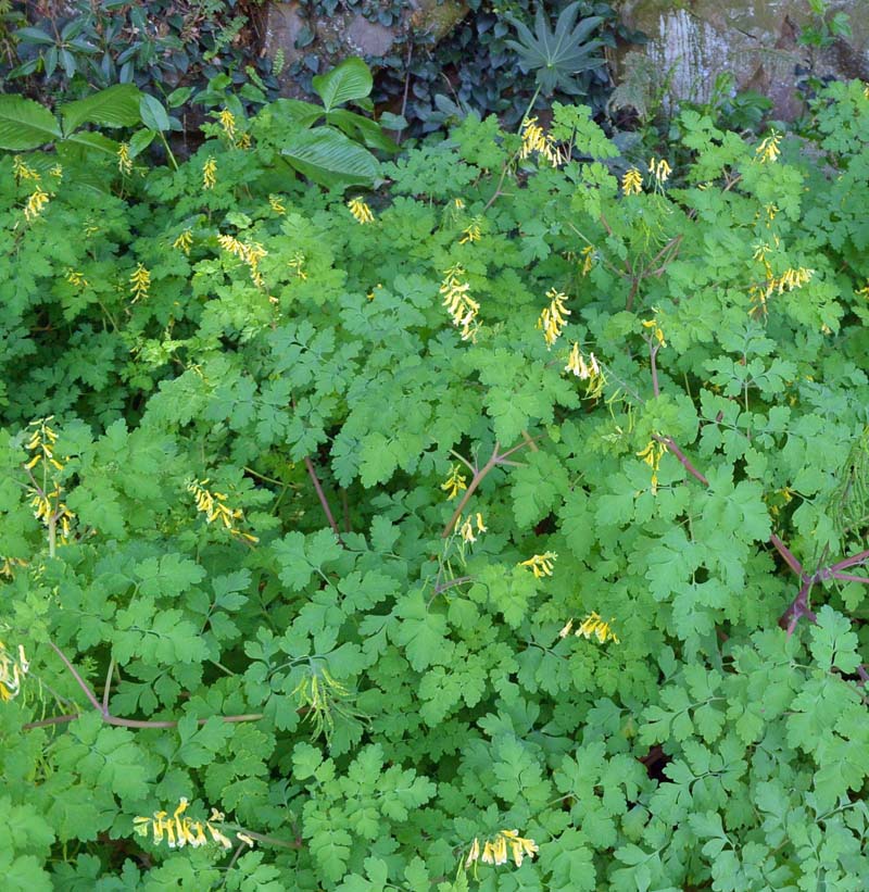 f:id:tonji44:20190328212906j:plain