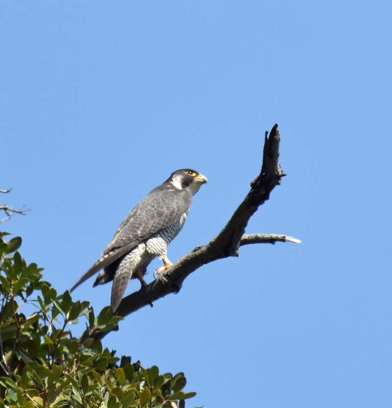 ハヤブサ 絶壁の木に止まっていました。 - 宮崎の季節がほらね！