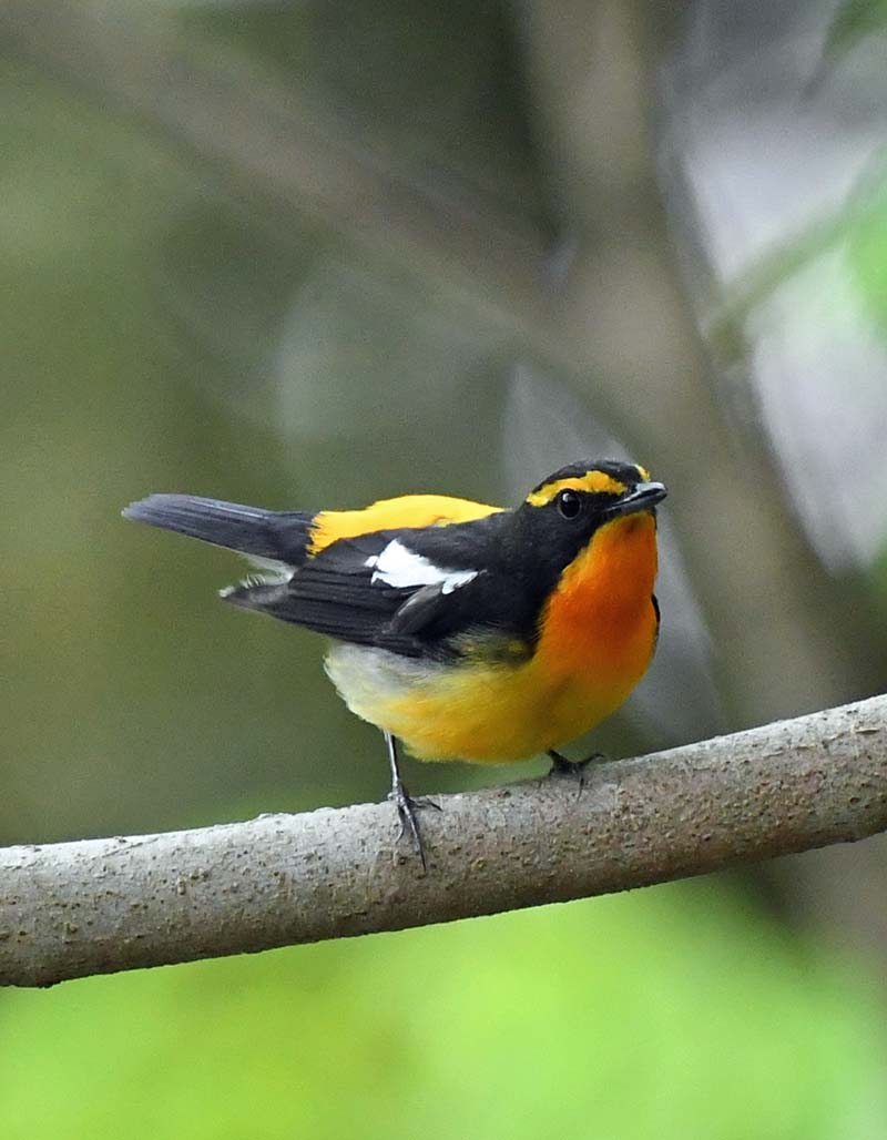 キビタキ オスは目立ちますがメスはとっても地味です 宮崎の季節がほらね