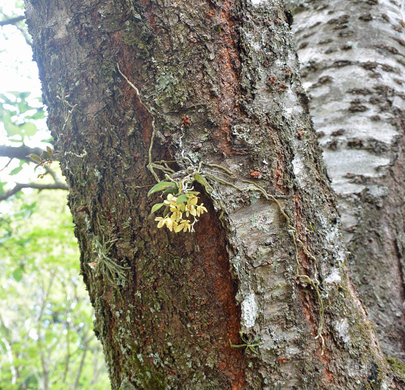 f:id:tonji44:20190428094850j:plain