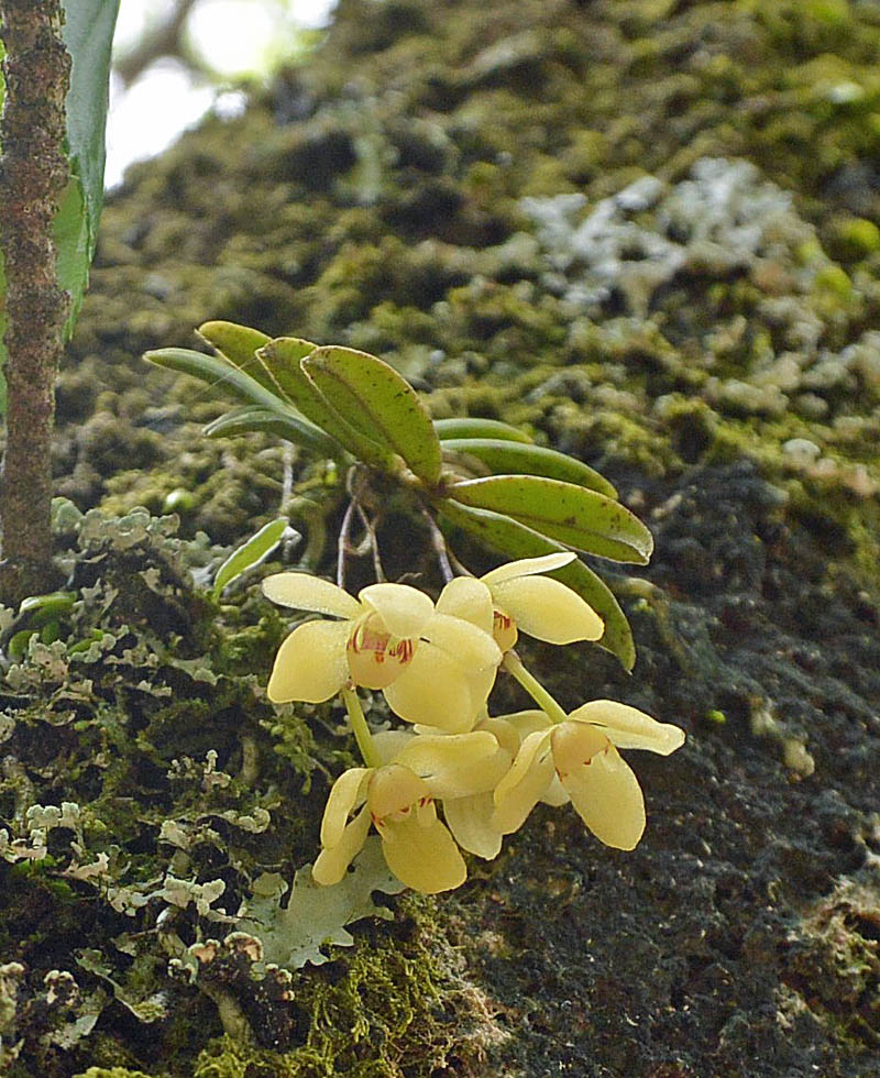 f:id:tonji44:20190428094954j:plain