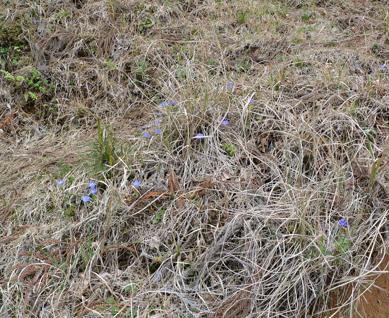 f:id:tonji44:20190428095029j:plain